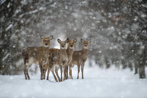 Quatro Veados Fêmeas Floresta Inverno Animais Habitat Natural Cena Vida — Fotografia de Stock