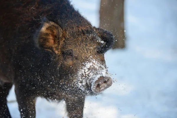 雪と野生の豚の肖像画 冬の森の中の野生のイノシシ スクローファ 自然からの野生動物のシーン — ストック写真