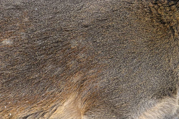 Echte Textur Schöne Haut Von Hirschen Natur Tierleib Und Fellmuster — Stockfoto