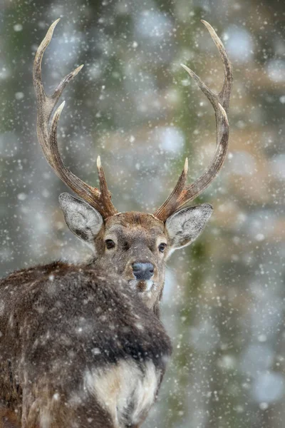 Männliche Hirsche Blicken Winterwald Zurück Tiere Natürlichem Lebensraum Wildszene — Stockfoto