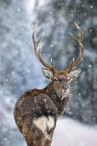 Majestic Deer Olhando Para Trás Floresta Inverno Animal Habitat Natural — Fotografia de Stock