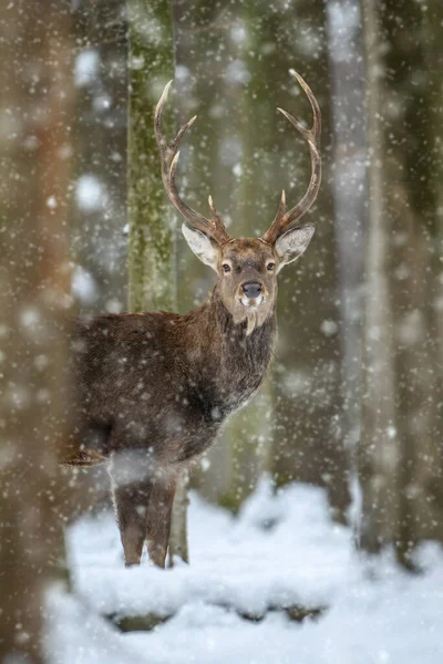 Чоловічий Олень Зимовому Лісі Тварина Природному Середовищі Існування Сцена Дикої — стокове фото