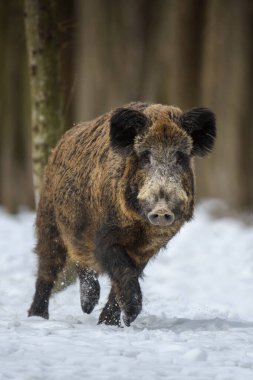 Karlı vahşi domuz portresi. Genç yaban domuzu Sus Scrofa, kış ormanında. Doğadan vahşi yaşam sahnesi