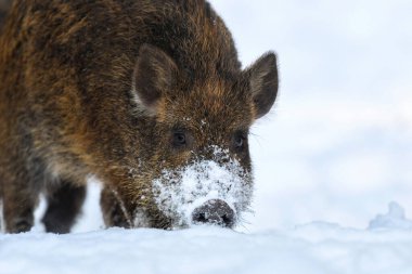 Ormanda karlı genç bir domuz. Yaban domuzu, Sus Scrofa, kışın. Doğadan vahşi yaşam sahnesi. Doğal ortamdaki hayvanlar.