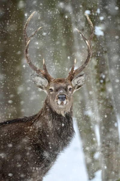 Kış Ormanında Portre Erkek Geyik Doğal Ortamda Bir Hayvan Vahşi — Stok fotoğraf