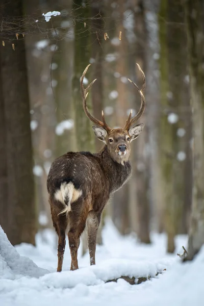 Erkek Geyik Kış Ormanına Bakıyor Doğal Ortamda Bir Hayvan Vahşi — Stok fotoğraf
