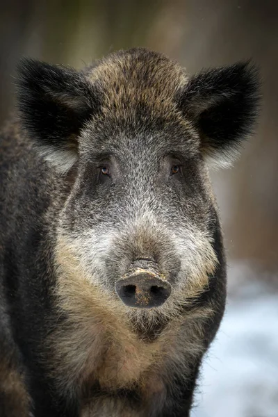 Portrait Cochon Sauvage Avec Neige Jeune Sanglier Sus Scrofa Dans — Photo