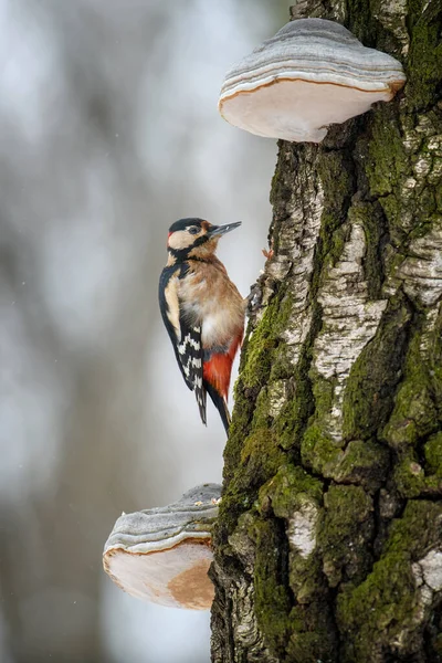 Μεγάλη Spotted Woodpecker Υποκατάστημα Μεταξύ Δύο Μανιταριών Πουλιά Κόκκινο Καπέλο — Φωτογραφία Αρχείου