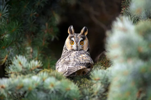 Fermer Jeune Hibou Assis Dans Arbre Regardant Caméra Scène Animalière — Photo