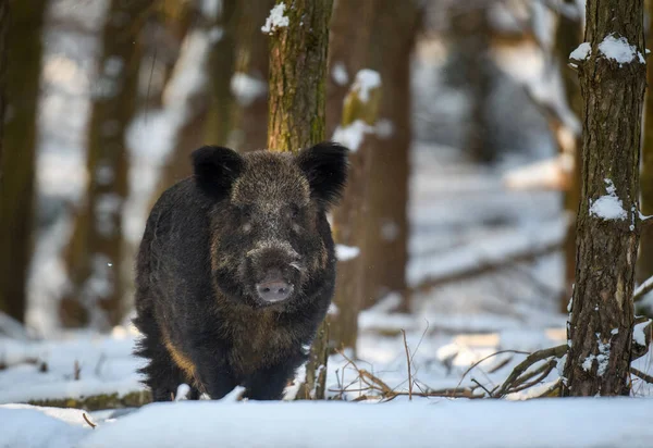 Dzika Świnia Śniegiem Młody Dzik Sus Scrofa Zimowym Lesie Scena — Zdjęcie stockowe