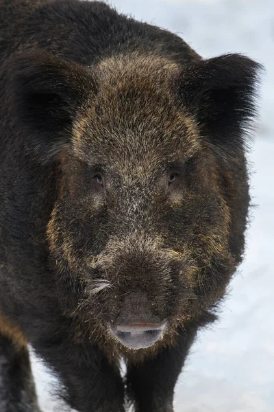 Portrait Cochon Sauvage Avec Neige Jeune Sanglier Sus Scrofa Dans — Photo
