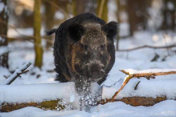Porco Selvagem Com Neve Jovem Javali Sus Scrofa Floresta Invernal — Fotografia de Stock