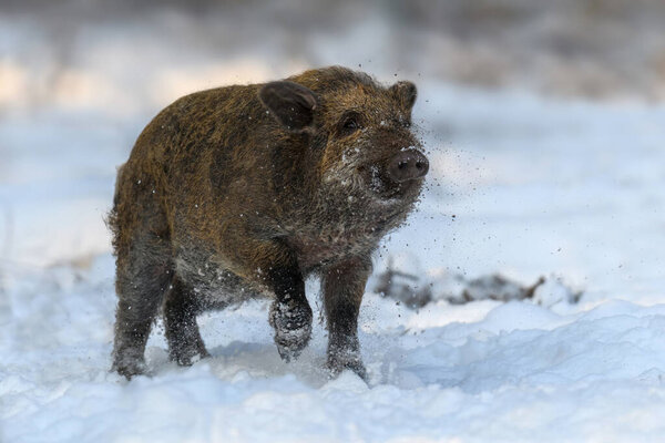 Young wild pig in forest with snow. Wild boar, Sus scrofa, in wintery day. Wildlife scene from nature. Animal in the nature habitat