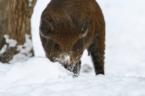 雪の森の中の若い野生の豚 冬の日にイノシシのスス スクローファ 自然からの野生動物のシーン 自然の生息地での動物 — ストック写真