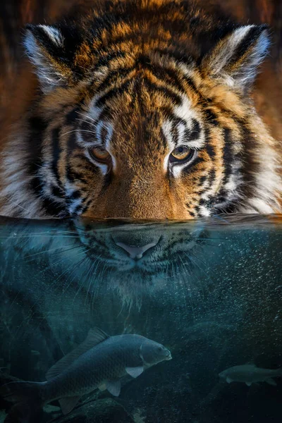 Retrato Tigre Metade Água Mundo Subaquático Com Peixes Bolhas Arte — Fotografia de Stock