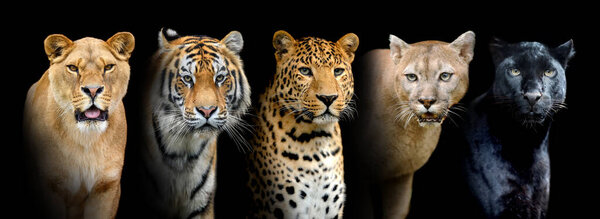 Close portrait big wild cats (lion, tiger, leopard, puma) on black background
