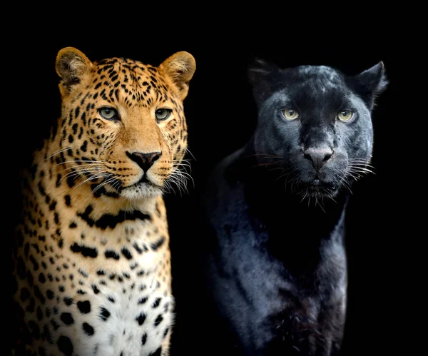 Közelkép Portré Két Leopárd Fekete Háttér — Stock Fotó