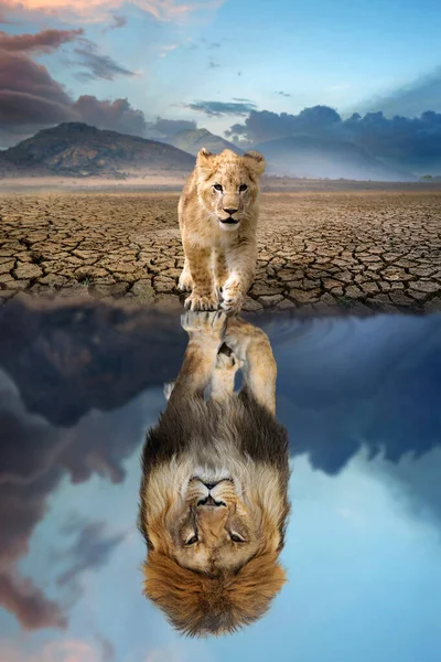 Lion Cub Looking Reflection Adult Lion Water Background Mountains — Stock Photo, Image