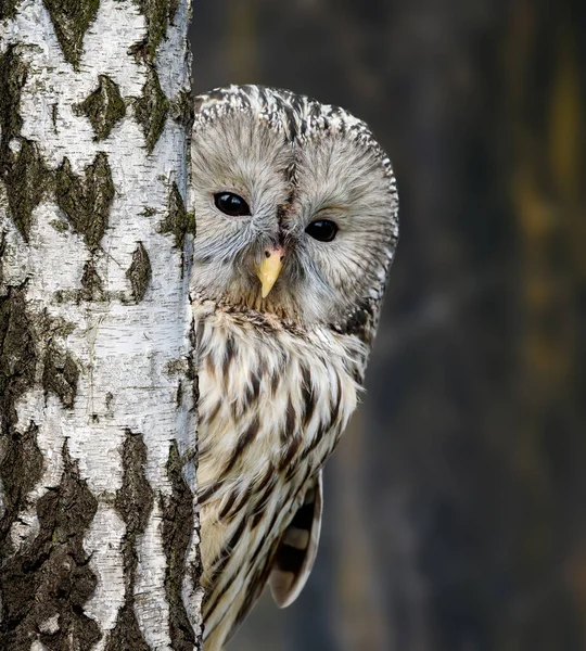 Young Ural Owl in autumn forest looks out from behind the tree