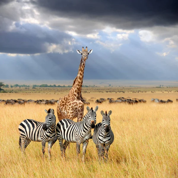 Zebra Och Giraff Gräsmark Afrika Kenyas Nationalpark — Stockfoto