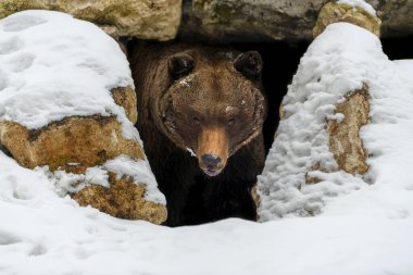 Kahverengi ayı (Ursus arctos) ormandaki ininden, büyük bir kayanın altına bakar.