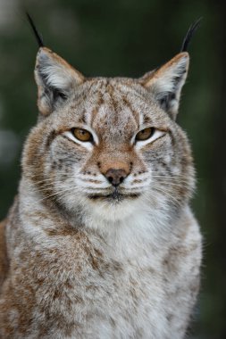 Yaz mevsiminde Luchs portresi. Doğadan vahşi yaşam sahnesi. Doğal ortamda vahşi bir hayvan.