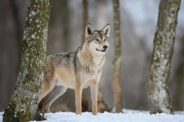 Gri Kurt, Canis Lupus kış ormanında. Doğal ortamdaki kurt.