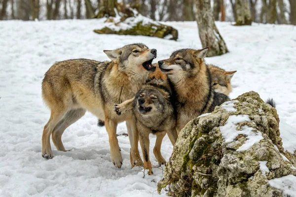 四只灰狼 卡尼斯狼獾在冬天的森林里野生环境中的狼 — 图库照片