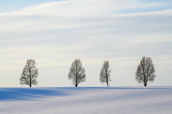 Quatro Árvores Estão Entre Campo Vazio Uma Fina Cobertura Neve — Fotografia de Stock