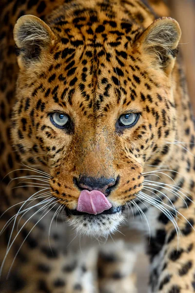 Retrato Leopardo Adulto Com Close — Fotografia de Stock