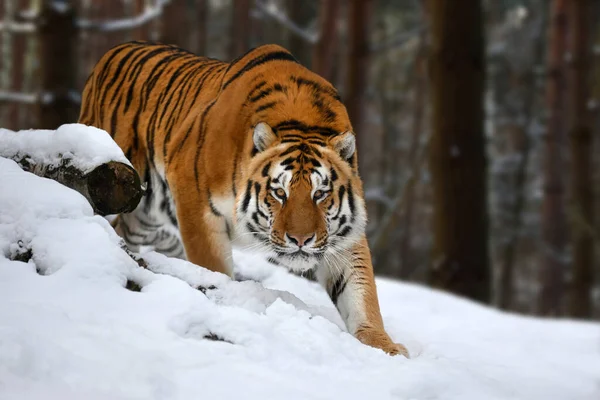 Tigre Olha Para Fora Trás Das Árvores Para Câmera Neve — Fotografia de Stock