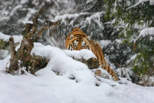 Tigre Olha Para Fora Trás Das Árvores Para Câmera Neve — Fotografia de Stock