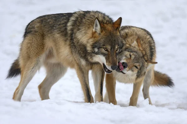 冬の森の中の2匹のオオカミ カニス ルプス 自然の生息地でオオカミ — ストック写真