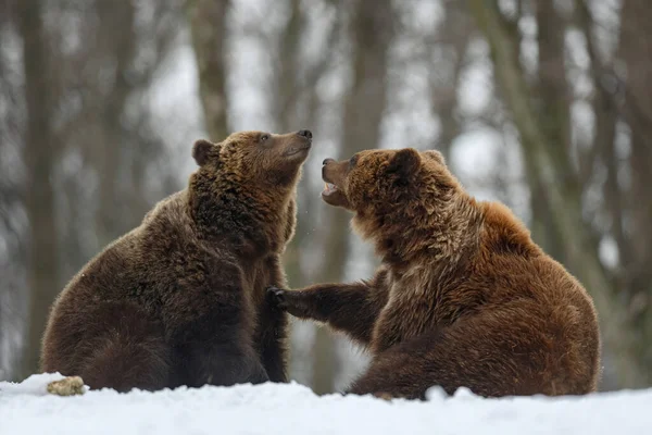 在冬季森林里的两只棕熊的特写镜头 自然界栖息地中的危险动物 大哺乳动物 野生动物场景 — 图库照片