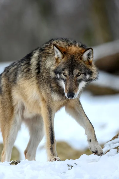 冬季森林里的金丝雀狼 野生环境中的狼 — 图库照片