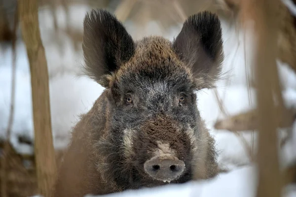 Divoké Prase Sněhem Mladý Divočák Sus Scrofa Zimním Lese Divoká — Stock fotografie