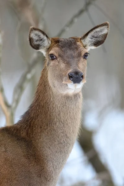 Hjort Vinterskogen Djur Naturlig Miljö Vilt Och Växter — Stockfoto