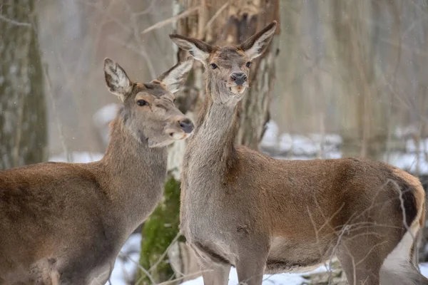 Ciervo Hembra Bosque Invernal Animal Hábitat Natural Vida Silvestre Escena — Foto de Stock