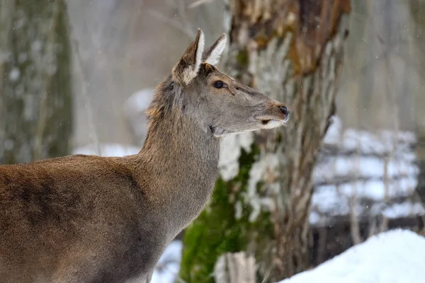 Female Deer Winter Forest Animal Natural Habitat Wildlife Scene — Stock Photo, Image