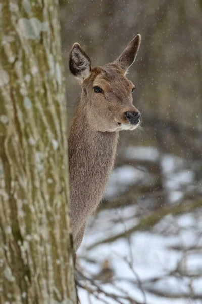 Cerfs Femelles Dans Forêt Hiver Animaux Dans Habitat Naturel Scène — Photo