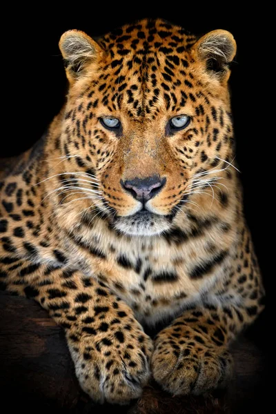 Cerca Hermoso Leopardo Grande Aislado Sobre Fondo Negro — Foto de Stock