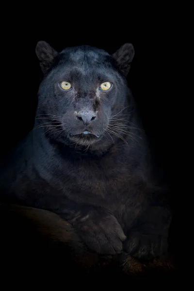 Retrato Cerca Leopardo Negro Grande Aislado Sobre Fondo Negro — Foto de Stock