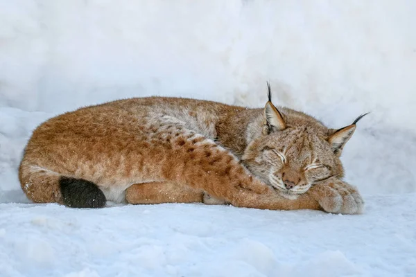 Λουξ Κοιμάται Στο Χιόνι Wildlife Σκηνή Από Χειμερινή Φύση Άγρια — Φωτογραφία Αρχείου