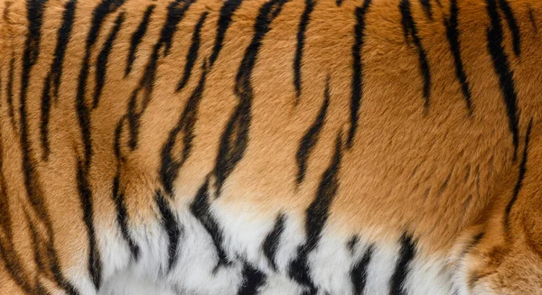 Diseño Patrón Tigre Piel Real Textura Piel Animal Patrón Impresión — Foto de Stock