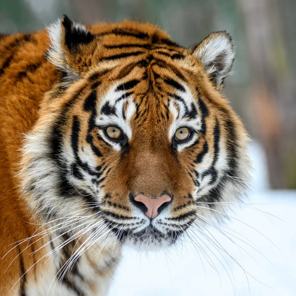 Портрет Крупным Планом Взрослый Тигр Холодное Время Тигриный Снег Дикой — стоковое фото