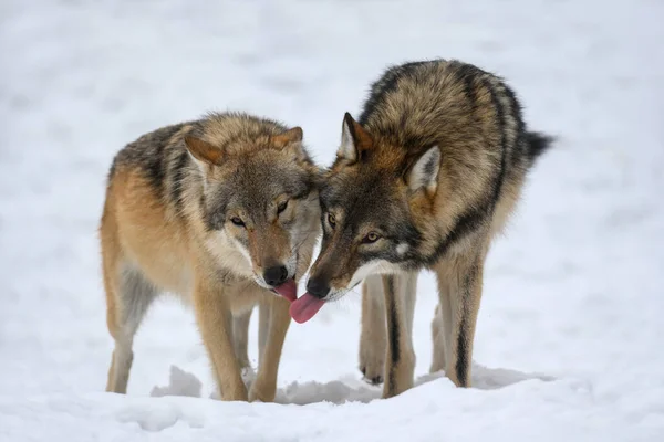 Dois Lobos Cinzentos Canis Lupus Floresta Inverno Lobo Habitat Natural — Fotografia de Stock