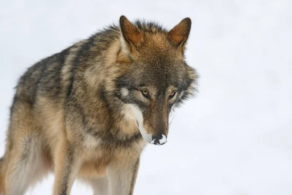 Gri Kurt Canis Lupus Kış Ormanında Doğal Ortamdaki Kurt — Stok fotoğraf