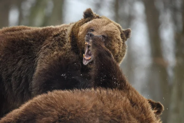 Primer Plano Dos Enojado Oso Pardo Lucha Bosque Invierno Peligro —  Fotos de Stock