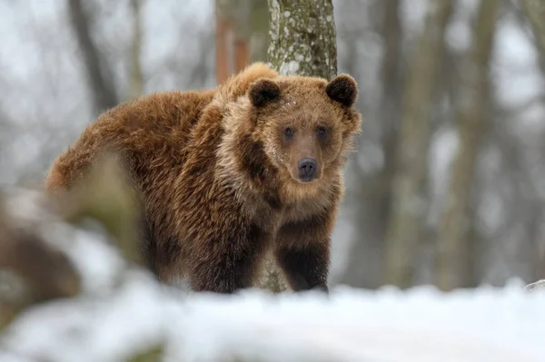 Καφέ Αρκούδα Στο Χειμερινό Δάσος Επικίνδυνο Ζώο Στο Φυσικό Περιβάλλον — Φωτογραφία Αρχείου