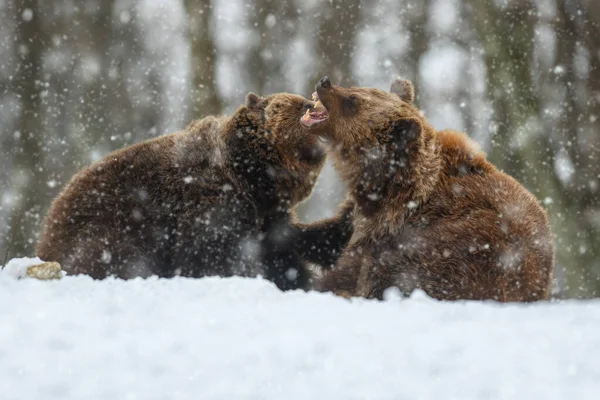 Близько Двох Розлючених Бурих Ведмедів Билися Зимовому Лісі Небезпека Тварин — стокове фото